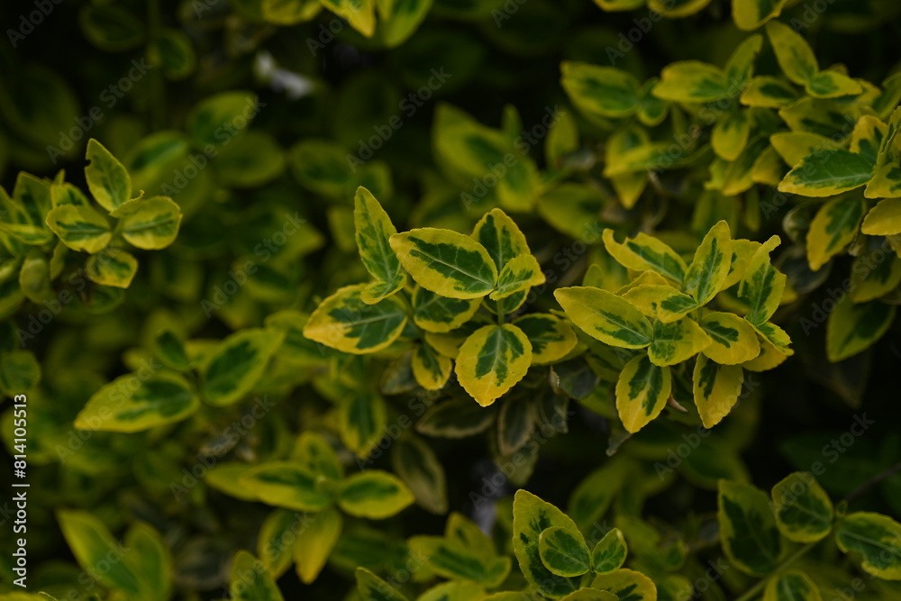 Close-up of the texture of coloured leaves, a fragment of a hedge, a hedge made of leaves Close-up of the texture of coloured leaves, a fragment of a hedge, a hedge made of leaves