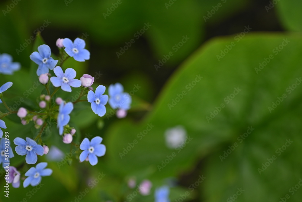 blue forget-me-not flowers as a background, sky color flowers on a green background, evening summer evening, close-up flowers on a blurred background, natural development, photo for inspiration
blue forget-me-not flowers as a background, sky color flowers on a green background, evening summer evening, close-up flowers on a blurred background, natural development, photo for inspiration