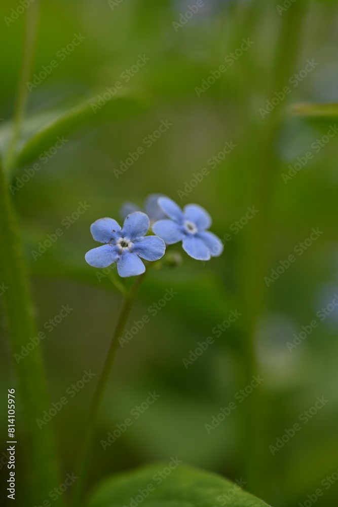 blue forget-me-not flowers as a background, sky color flowers on a green background, evening summer evening, close-up flowers on a blurred background, natural development, photo for inspiration
blue forget-me-not flowers as a background, sky color flowers on a green background, evening summer evening, close-up flowers on a blurred background, natural development, photo for inspiration
