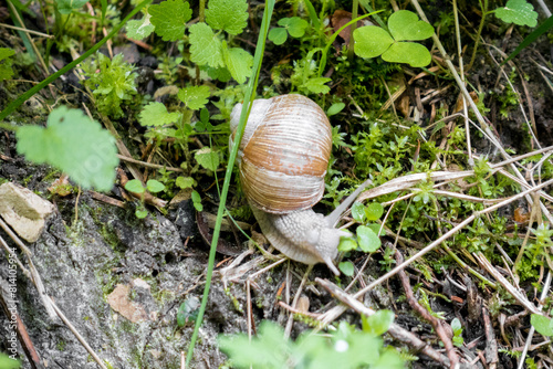 Schnecke im Wlad
