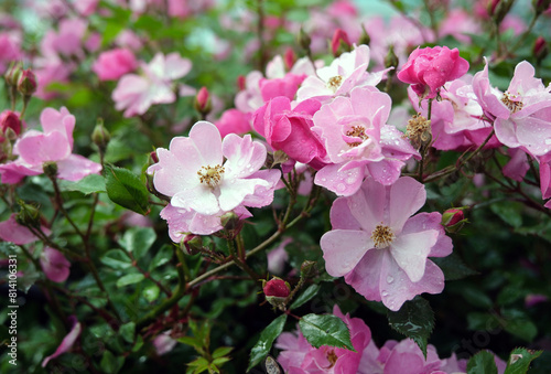Rosa polyantha is a species of rose known commonly as multiflora rose, many-flowered rose or seven-sisters. photo
