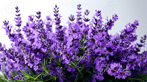lavender flowers on the white background