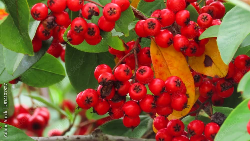 Cotoneaster red berries in sunny day. Ornamental plant. Cotoneaster red berries in sunny day. Ornamental plant.
