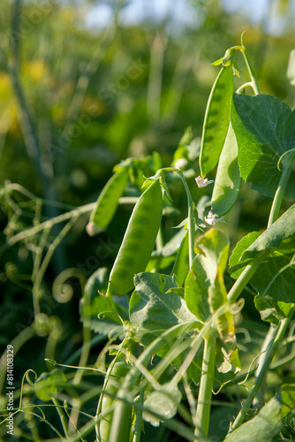 Sugar peas with flowers and pods in the vegetable garden over blurry background..