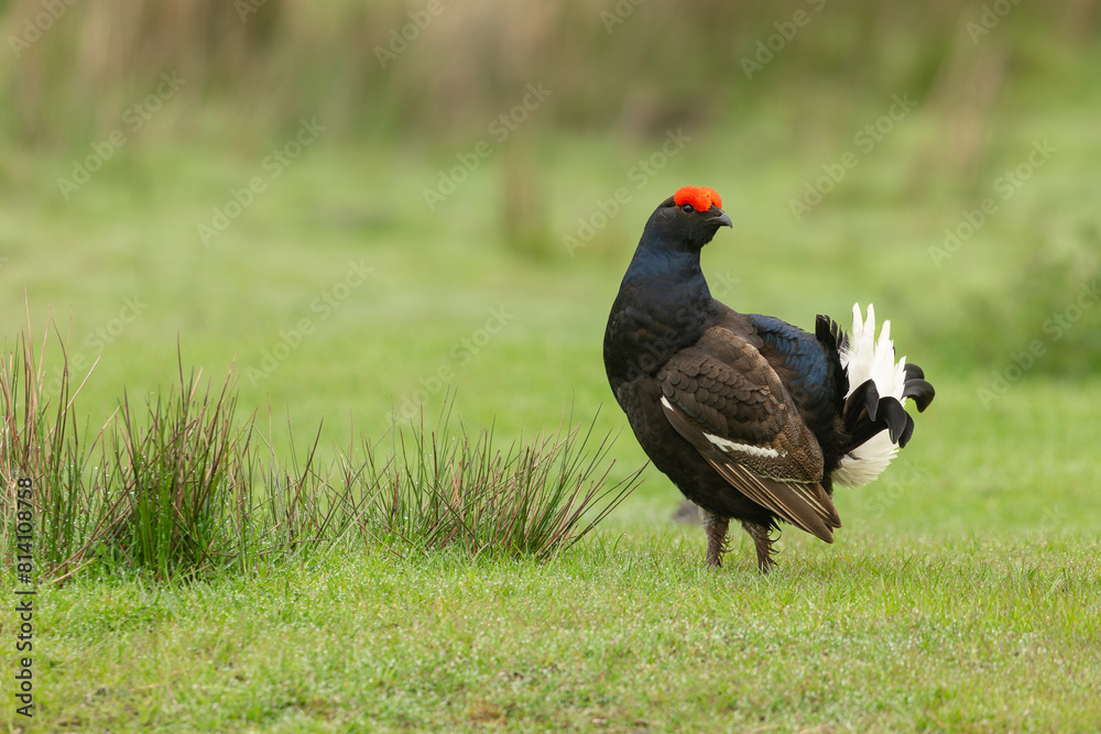 Black Grouse, Scientific name, Lyrurux tetrix. Male black grouse stood alert on open grouse moorland, Swaledale, Yorkshire Dales, UK. Space for copy. Horizontal. Black Grouse, Scientific name, Lyrurux tetrix. Male black grouse stood alert on open grouse moorland, Swaledale, Yorkshire Dales, UK. Space for copy. Horizontal.