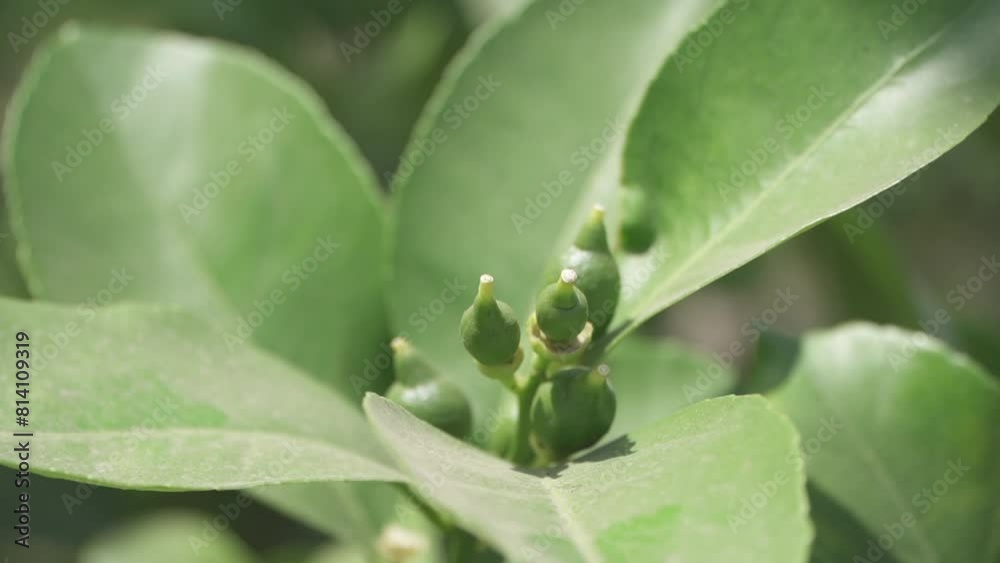 Lemon seedlings Lemon seedlings