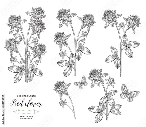 Red clover plant isolated. Vector illustration. Hand drawn flowers and leaves of clover. Medical hebs collection. Vintage engraving black and white.