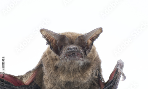 Tadarida brasiliensis - Mexican or Brazilian free tailed bat.  Found deceased on ground.  Isolated on white background close up of face, ears, nose leaf, thumb. Brown color