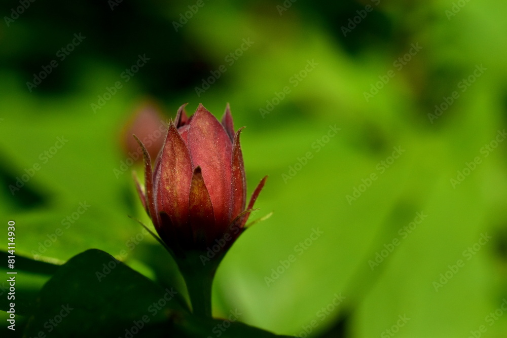 Rote Blüte an einem Gewürzstrauch Rote Blüte an einem Gewürzstrauch