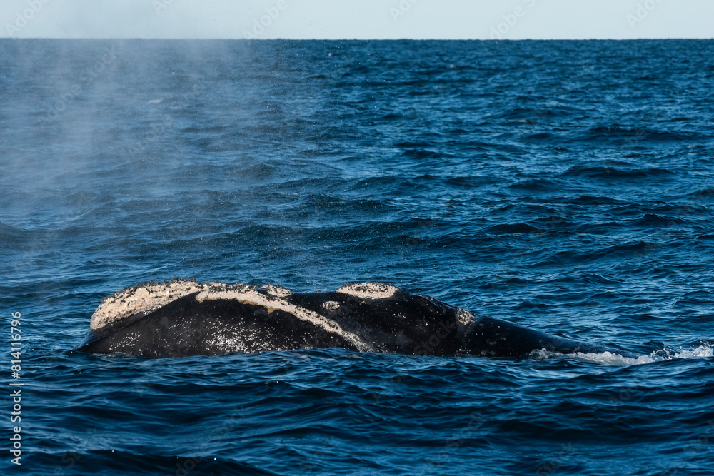 Fototapeta premium Sohutern right whales in the surface, Peninsula Valdes, Patagonia,Argentina