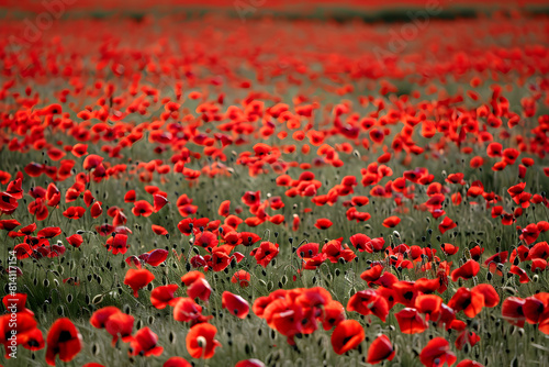 A field of red poppies in remembrance of remembrance day  showing honor and sacrifice for veterans.