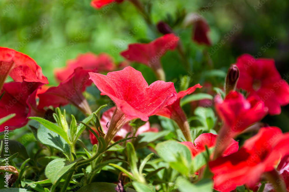 Beautiful flowers in the Dubai Miracle Garden. Beautiful flowers in the Dubai Miracle Garden.