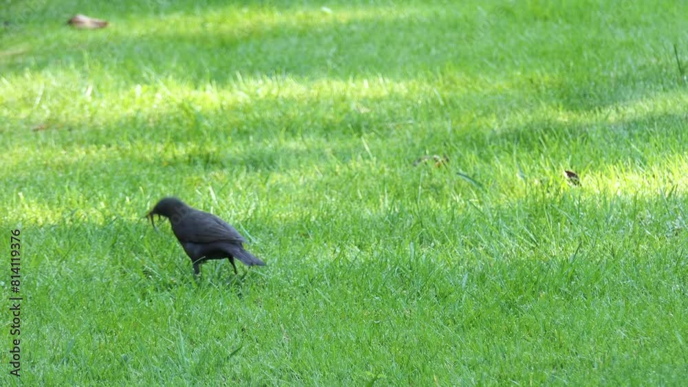 Thrush collects earthworms on the green grass of the football field. Thrush collects earthworms on the green grass of the football field.