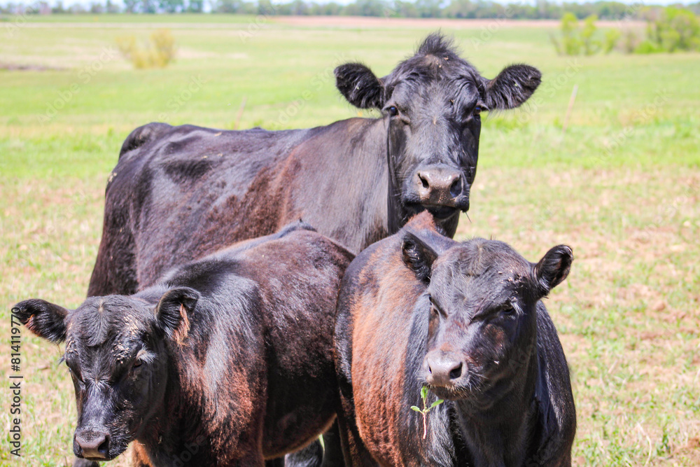 Momma cow keeping watch at the pasture Momma cow keeping watch at the pasture