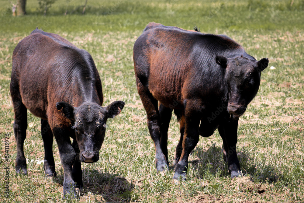calves stealing the show in their natural surroundings calves stealing the show in their natural surroundings