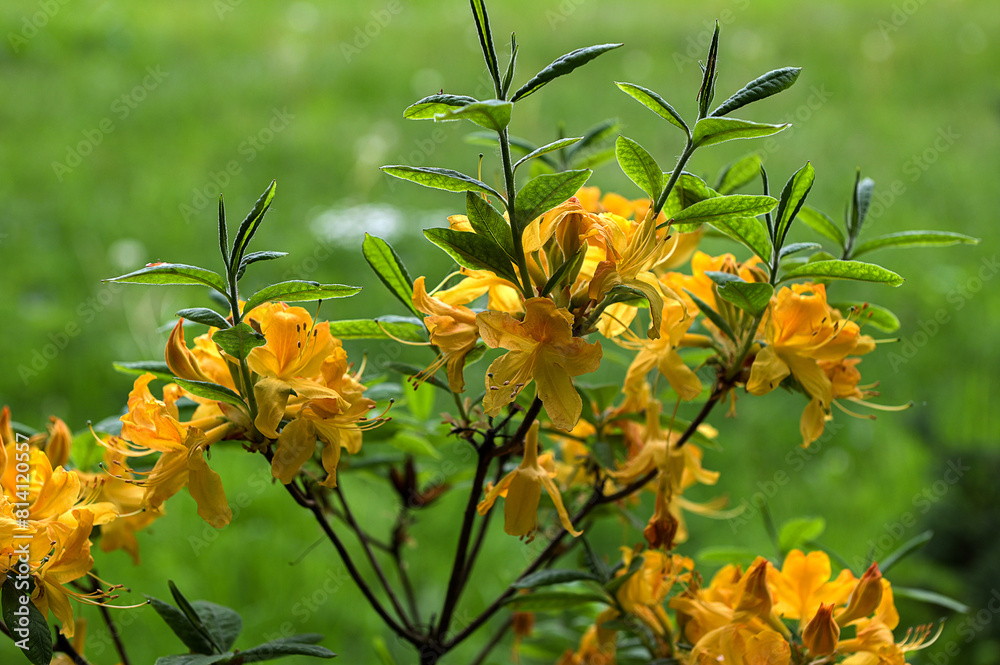 Azalea beautiful blooming flower - Rhododendron Azalea beautiful blooming flower - Rhododendron