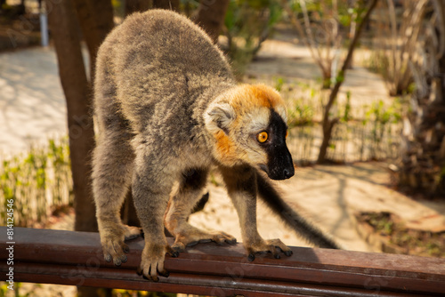 Red-bellied Lemur - Eulemur rubriventer, Cute primate.