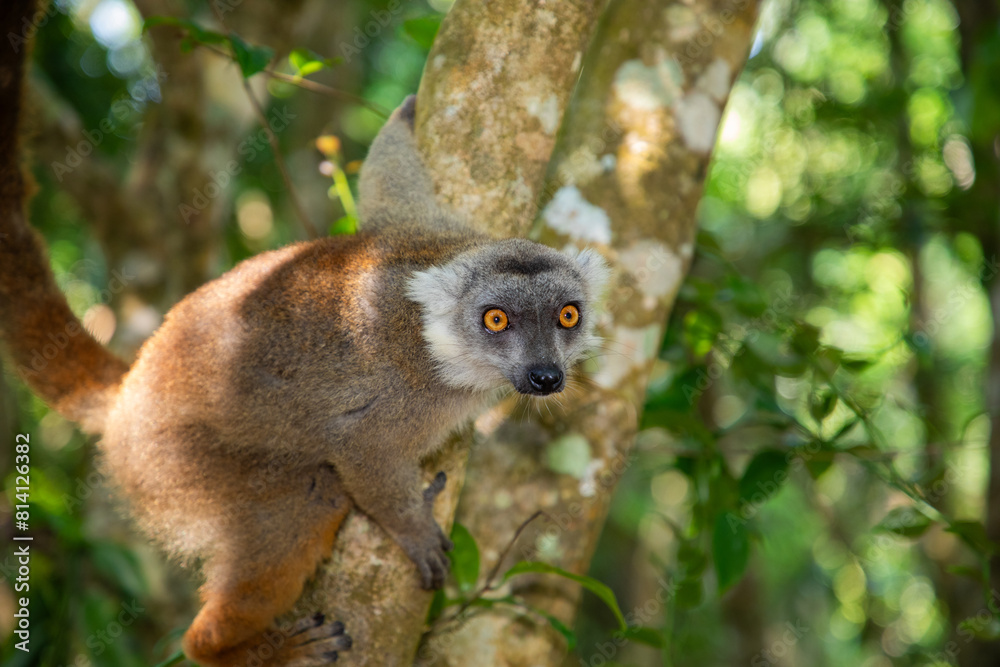 Obraz premium Crowned lemur (Eulemur Coronatus), endemic animal