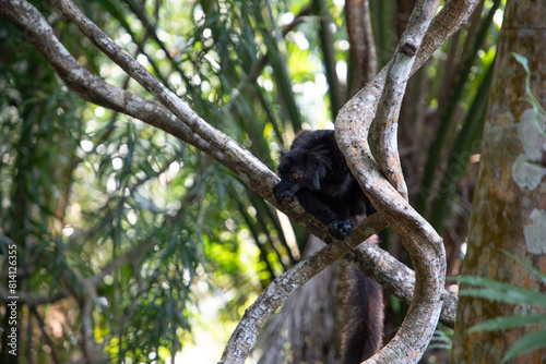 black lemur (Eulemur Coronatus), endemic animal