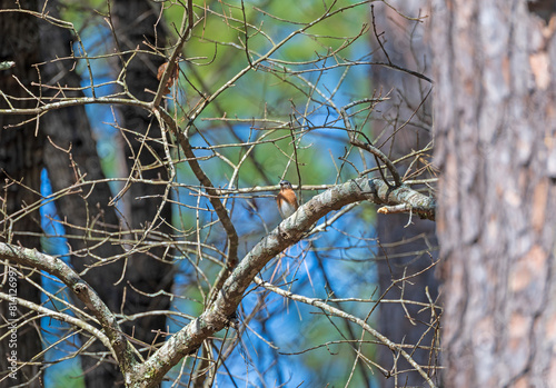 Eastern Bluebird in a Forest