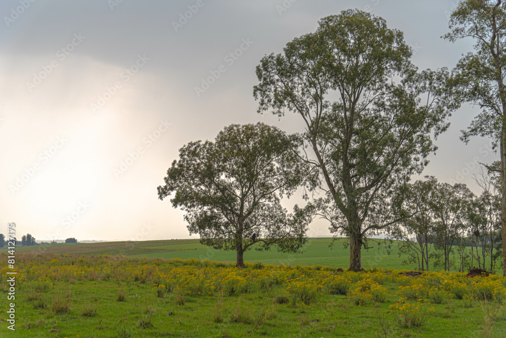 rural winter landscape in the pampa biome. rural winter landscape in the pampa biome.