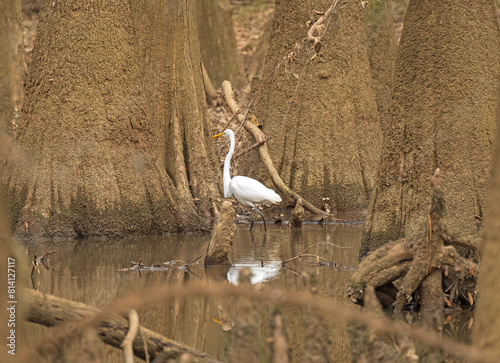 A Great Egret Deep in the Heart of a Bottomland Forest