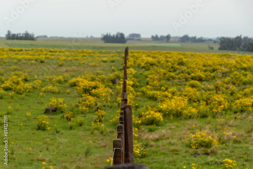 rural winter landscape in the pampa biome. photo