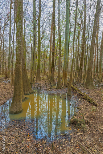Tupelo and Cypress in the Bottomland Wetlands