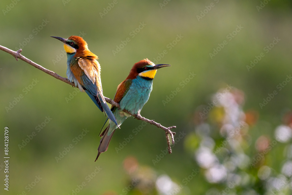 European Bee-eater, Merops apiaster, Merops European Bee-eater, Merops apiaster, Merops