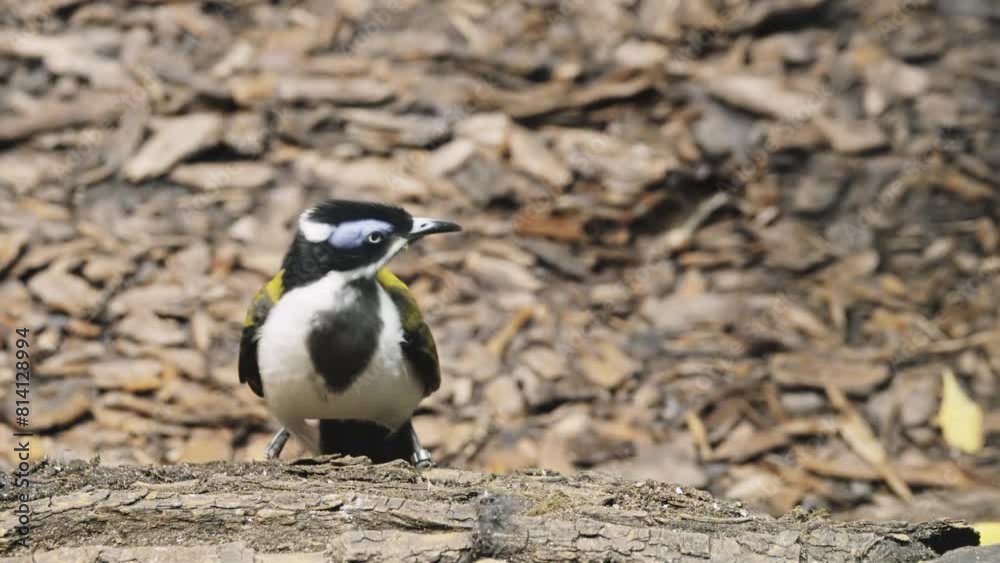 Blue-faced honeyeater (Entomyzon cyanotis), also colloquially known as the bananabird, is a passerine bird of the honeyeater family, Meliphagidae.