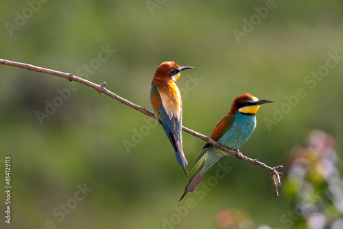 European Bee-eater, Merops apiaster, Merops