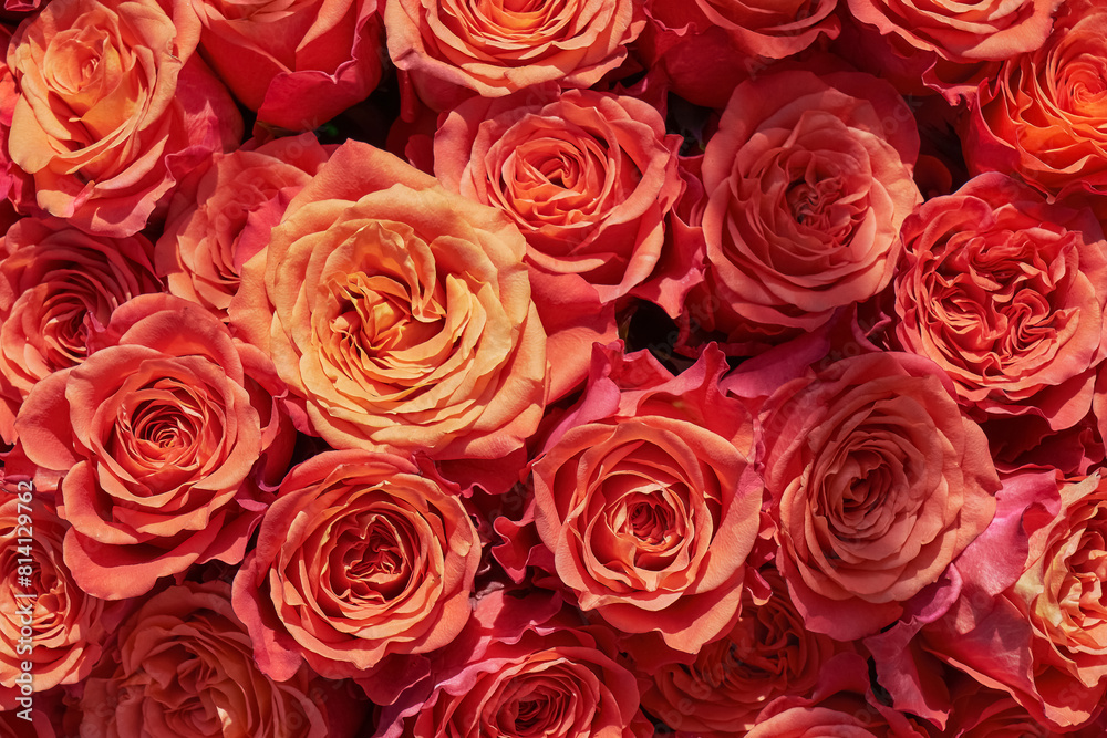 Red roses background. Mothers day, Valentines Day, Birthday celebration concept. Top view Red roses background. Mothers day, Valentines Day, Birthday celebration concept. Top view