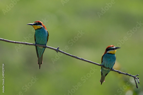 European Bee-eater, Merops apiaster, Merops
