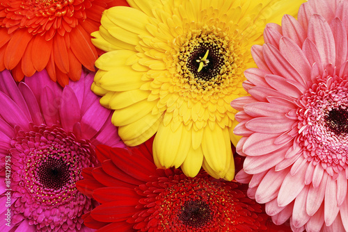 Close up of bright colorful gerberas. Top view  flowers background