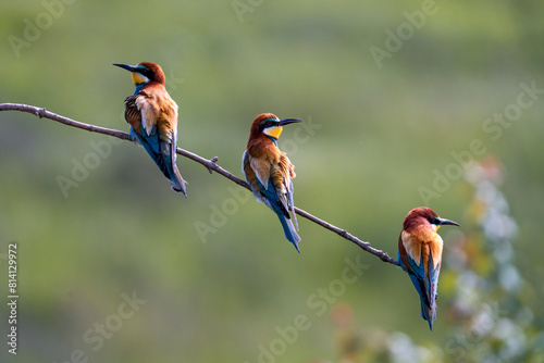 European Bee-eater, Merops apiaster, Merops