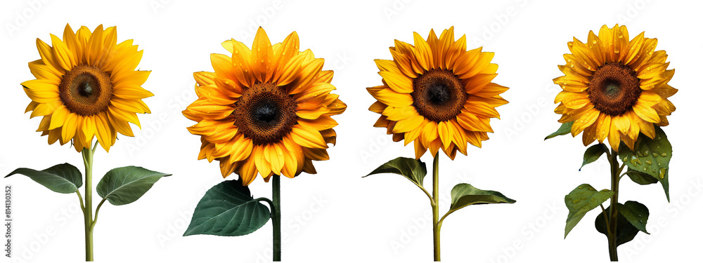 Radiant Sunflower Set on Transparent Background: A Collection of Sunlit Blooms Ideal for Seamless Designs.