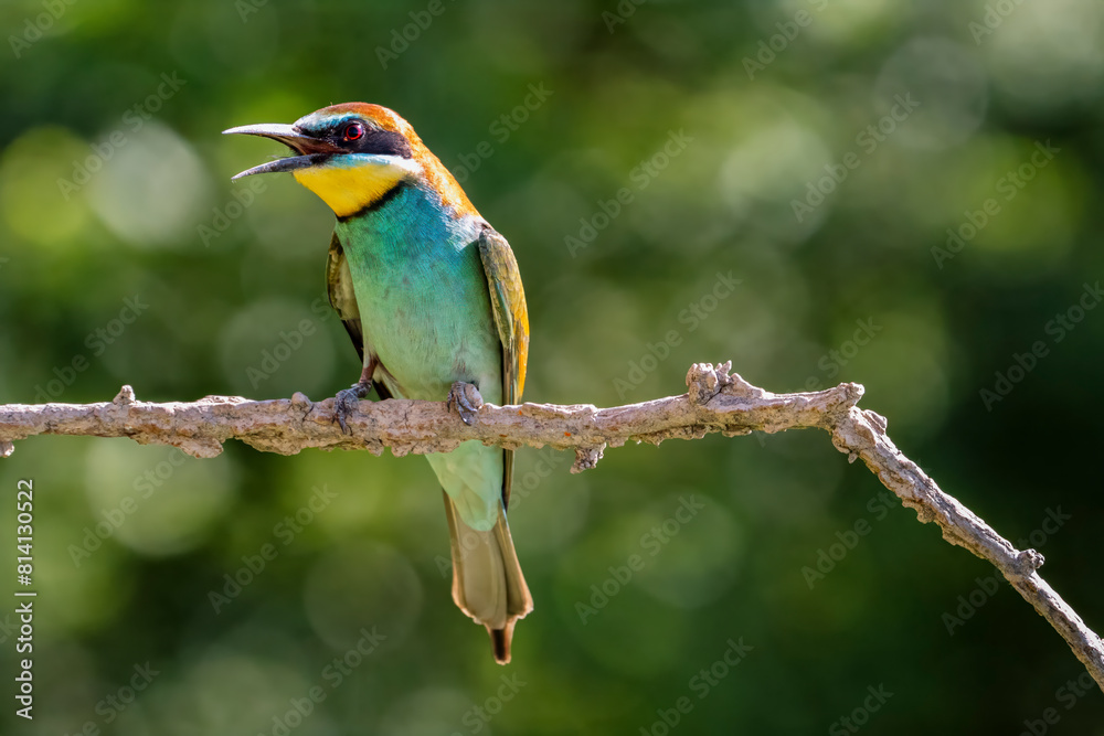 European Bee-eater, Merops apiaster, Merops European Bee-eater, Merops apiaster, Merops