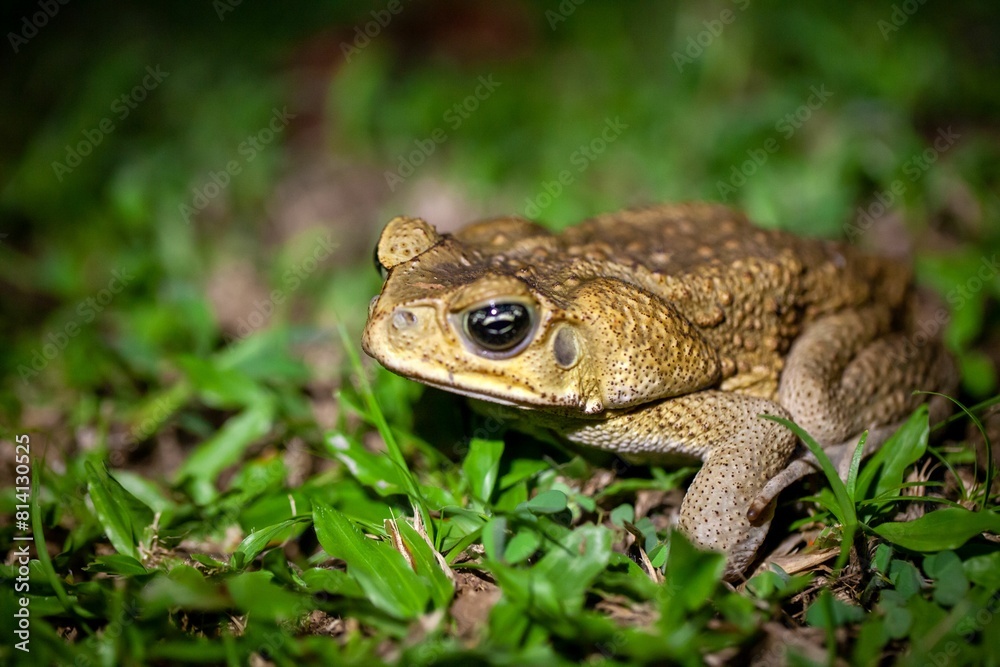 Cane toad, Rhinella marina, on a lawn Cane toad, Rhinella marina, on a lawn