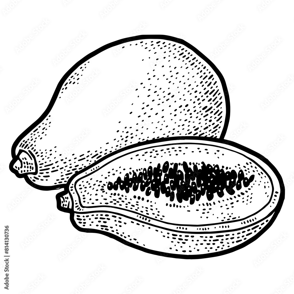 Papaya fruit sketch engraving PNG illustration. T-shirt apparel print design. Scratch board imitation. Black and white hand drawn image. Papaya fruit sketch engraving PNG illustration. T-shirt apparel print design. Scratch board imitation. Black and white hand drawn image.