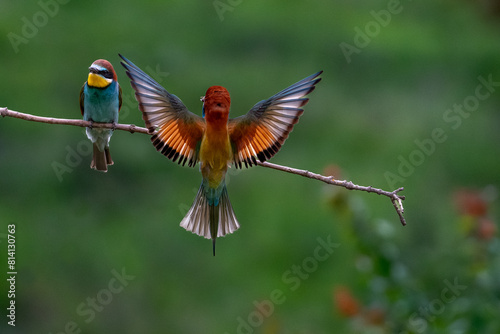 European Bee-eater, Merops apiaster, Merops