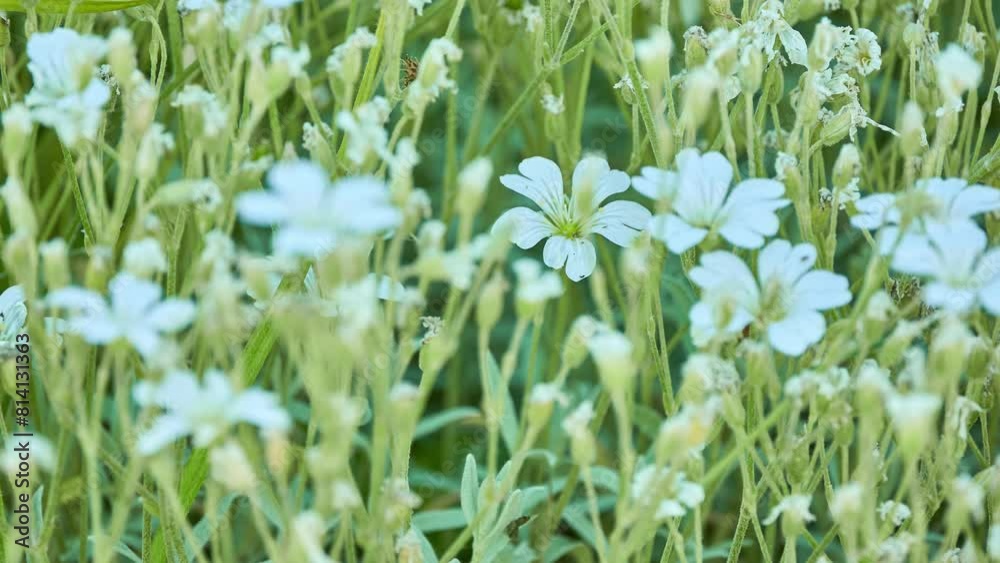 Cerastium tomentosum (snow-in-summer) is herbaceous flowering plant and member of family Caryophyllaceae. It is generally distinguished from other species of its genus by Cerastium tomentosum (snow-in-summer) is herbaceous flowering plant and member of family Caryophyllaceae. It is generally distinguished from other species of its genus by