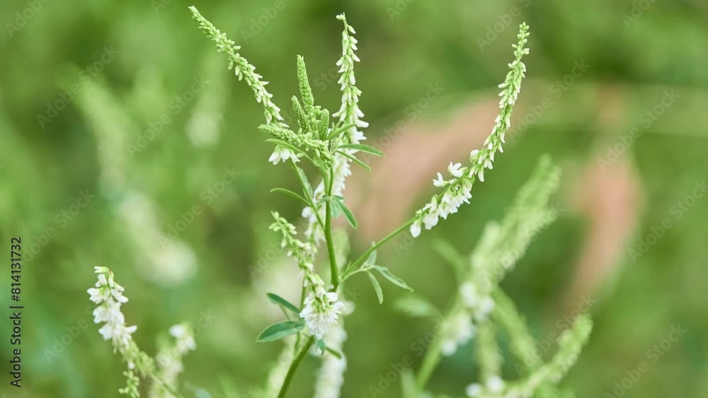 Melilotus albus, known as honey clover, white melilot (UK), Bokhara clover (Australia), white sweetclover (USA), and sweet clover, is nitrogen-fixing legume in family Fabaceae. Melilotus albus, known as honey clover, white melilot (UK), Bokhara clover (Australia), white sweetclover (USA), and sweet clover, is nitrogen-fixing legume in family Fabaceae.