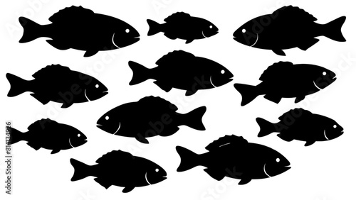 a variety of tilapia fish types from around the world, with each silhouette