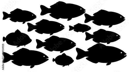 a variety of tilapia fish types from around the world, with each silhouette