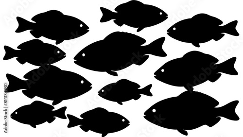 a variety of tilapia fish types from around the world, with each silhouette