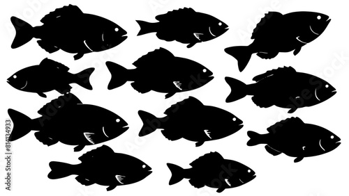 a variety of tilapia fish types from around the world, with each silhouette