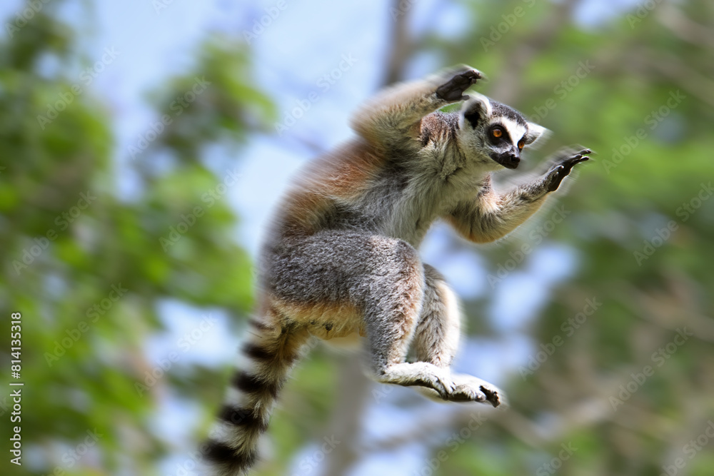 Fototapeta premium The ring-tailed lemur, Lemur catta jumping on wood branch in a forest. Lemur catta is a large primate and the most recognized lemur due to its long, black and white ringed tail