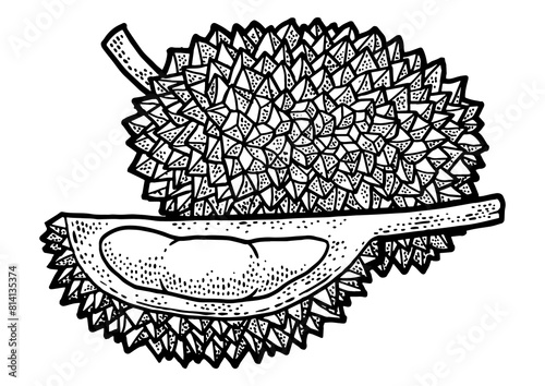 Durian fruit sketch engraving PNG illustration. T-shirt apparel print design. Scratch board imitation. Black and white hand drawn image. photo