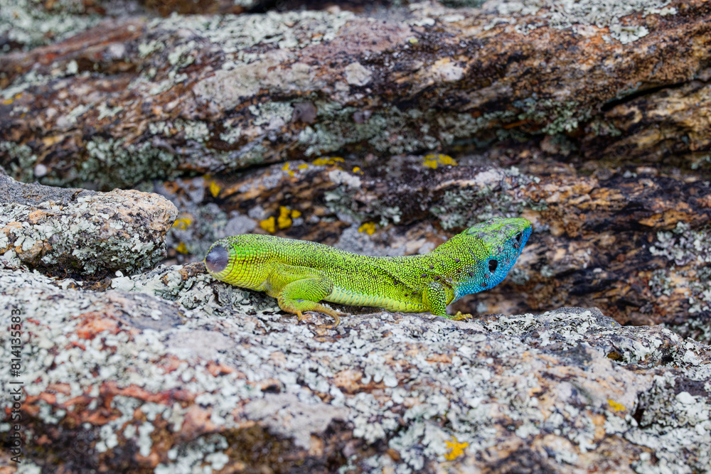 The Tailless Survivor: A Lizard's Tale. A lizard that has lost its tail, likely due to a predator's attack or a defensive mechanism. Despite this loss, the lizard appears healthy and alert. The Tailless Survivor: A Lizard's Tale. A lizard that has lost its tail, likely due to a predator's attack or a defensive mechanism. Despite this loss, the lizard appears healthy and alert.