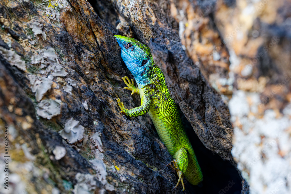 The Tailless Survivor: A Lizard's Tale. A lizard that has lost its tail, likely due to a predator's attack or a defensive mechanism. Despite this loss, the lizard appears healthy and alert. The Tailless Survivor: A Lizard's Tale. A lizard that has lost its tail, likely due to a predator's attack or a defensive mechanism. Despite this loss, the lizard appears healthy and alert.